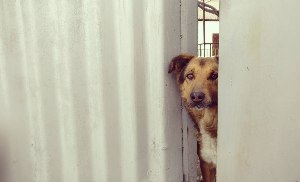 Ветеринарным инспекторам в Казахстане разрешили вести фото- и видеосъемку при проверках