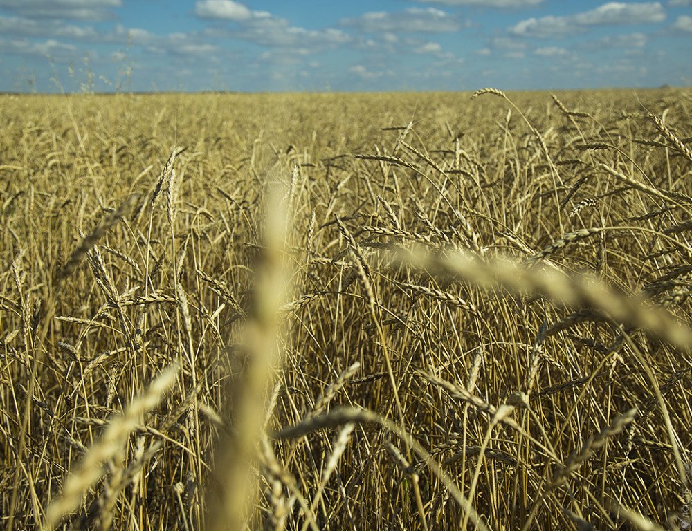 Единый аграрный налог могут ввести в Казахстане