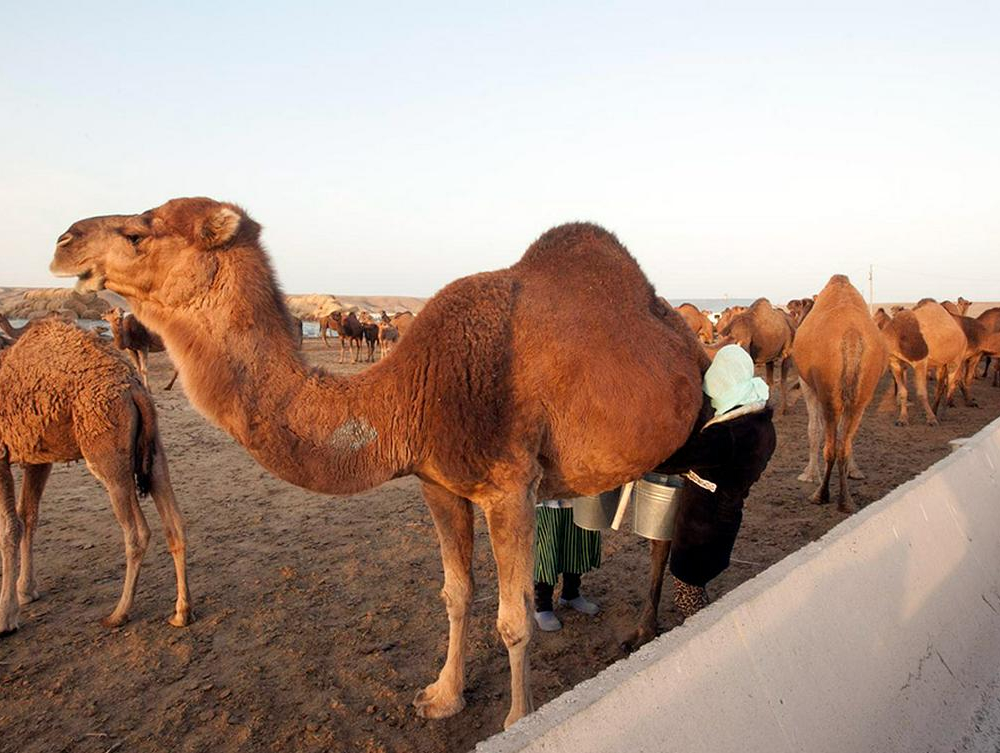 Правительство Казахстана проработает вопрос субсидирования верблюжьего хозяйства