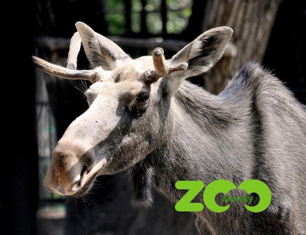 В Алматинском зоопарке умер лось