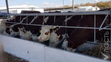 Регионы Казахстана скрывают вспышки заболеваний животных особо опасными инфекциями – прокуратура