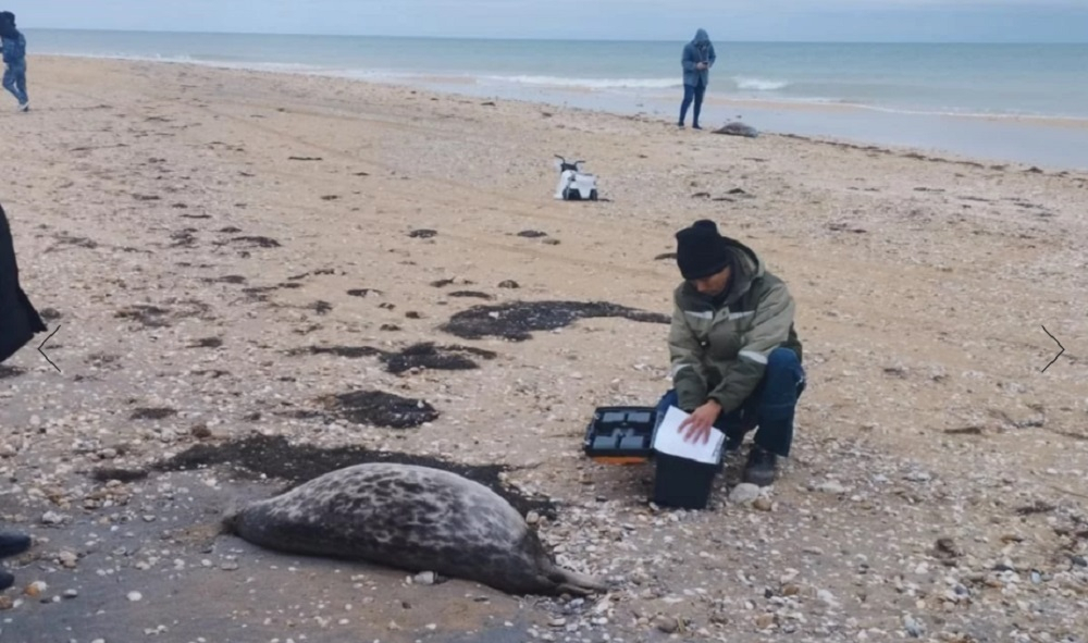 Причиной гибели тюленей на Каспии мог стать выброс сероводорода – Брекешев