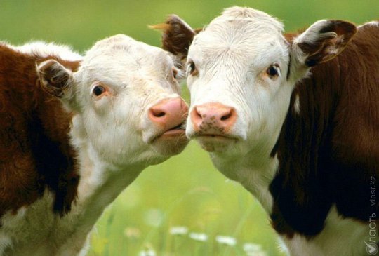 В Казахстане уничтожат коров,  завезенных из Австрии 