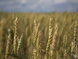 Минсельхоз Казахстана рассчитывает повысить привлекательность агросектора для инвестиций через введение электронных зерновых расписок