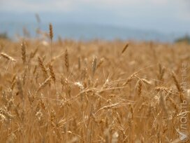 Площади посевов пшеницы сократят в Казахстане 