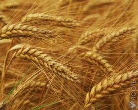 Спад в сельхозпроизводстве правительство объясняет низким урожаем зерновых