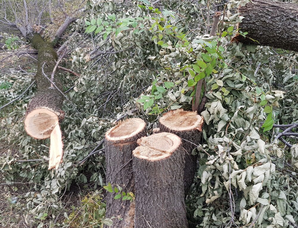 В Алматы заведено уголовное дело по факту вырубки 300 деревьев