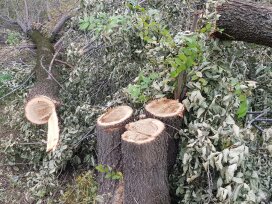 В Алматы заведено уголовное дело по факту вырубки 300 деревьев