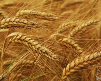Экспортный потенциал казахстанского зерна урожая-2014 Минсельхоз оценивает в 7 млн тонн
