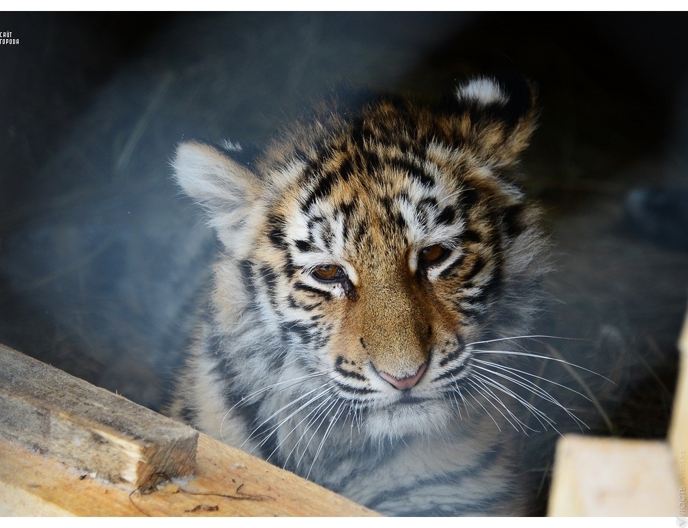 ​Тигрицу из зоопарка Алматы усыпят из-за смертельной болезни