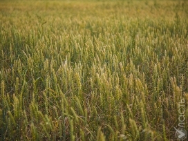 В Казахстане заработала системе электронных зерновых расписок; Минсельхоз ждет спекулянтов