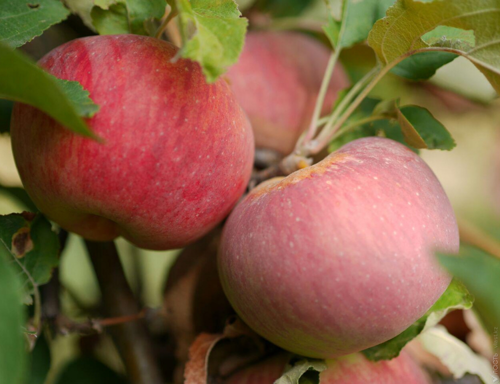 До 2020 года площадь яблоневых садов в Алматинской области будет увеличена с 2 тыс га до 3,1 тыс. га