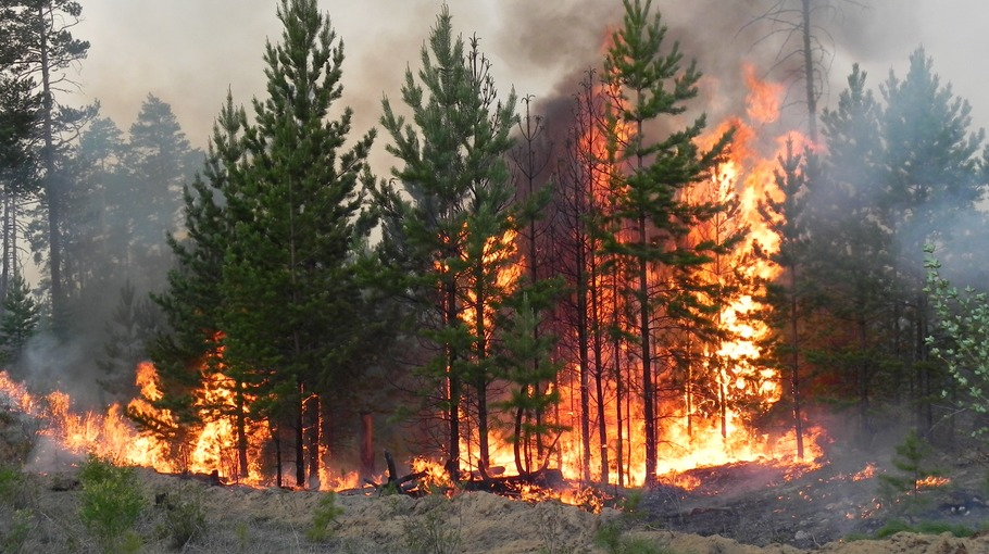 Более 2,7 тыс. га леса горят в Каркаралинске