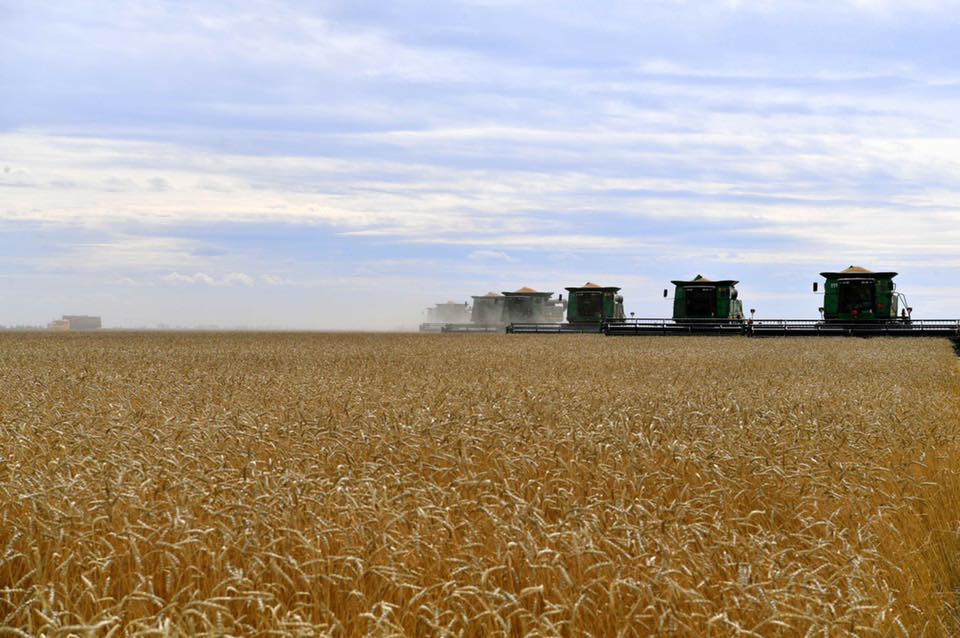 16,1 млн тонн зерна намолочено в Казахстане 