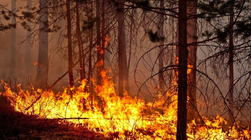 В Карагандинской области из-за природных пожаров объявили режим ЧС 