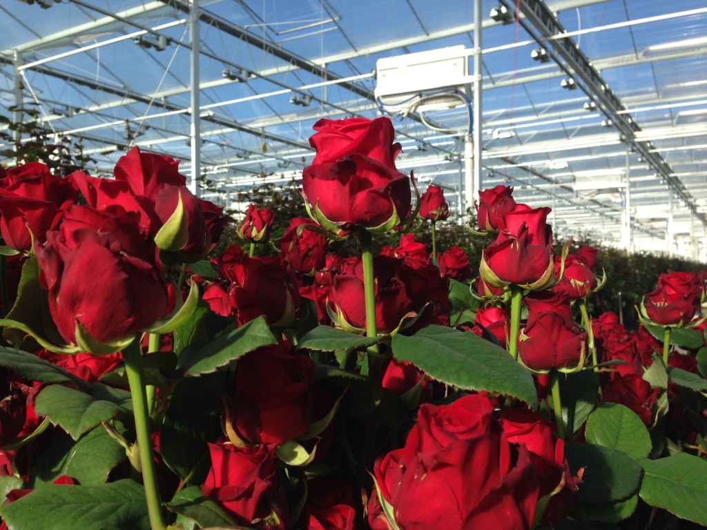 Секреты выращивания розы в теплице