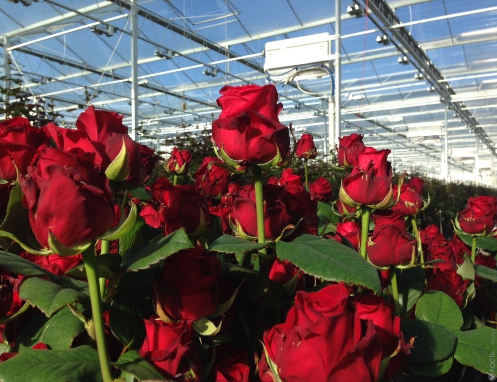 Семь миллионов роз будут выращивать в теплице Экибастуза