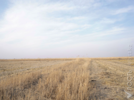 Как рисоводам Кызылординской области сэкономить воду реки Сырдарья?