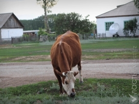 Казахстан запретил ввоз крупного рогатого скота из России