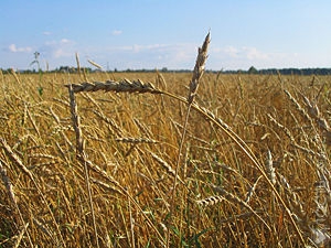 Казахстан продолжит поддерживать сельское хозяйство и при вступлении в ВТО 