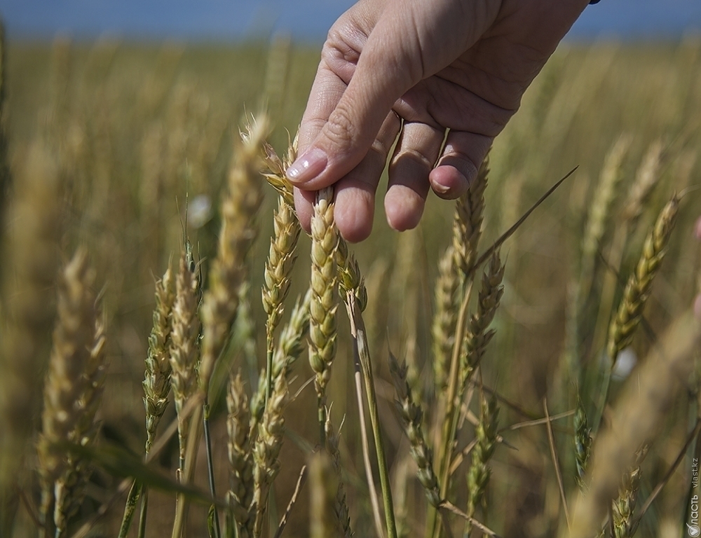 Свыше 8 млн тонн зерна экспортировал Казахстан за год