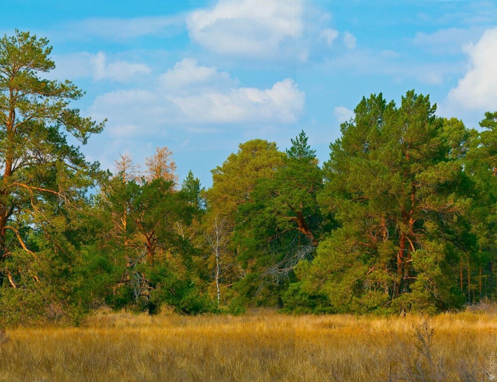 В Костанайской области выявлена незаконная вырубка леса