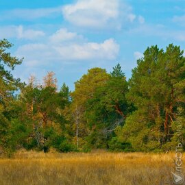 В Костанайской области выявлена незаконная вырубка леса
