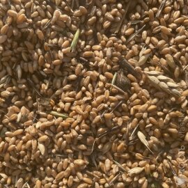 Из-за дождей в Казахстане пострадало качество зерна – Минсельхоз