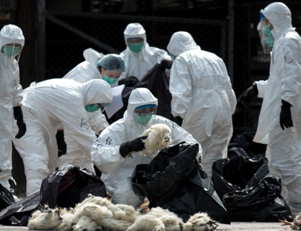 Первый случай заражения человека вирусом птичьего гриппа H7N4 выявили в Китае
