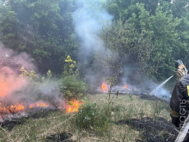 Трое работников лесничества погибли при пожаре в области Абай