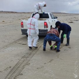 На побережье Каспия продолжают находить мертвых тюленей