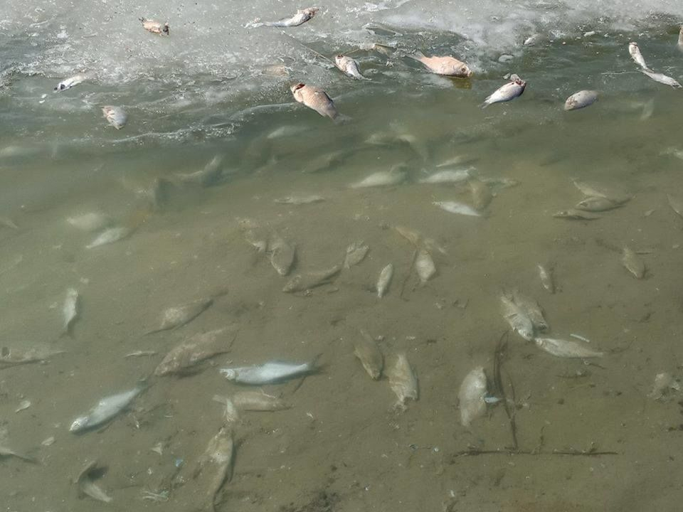 Около 5 тонн рыбы погибло в реке Уил Атырауской области