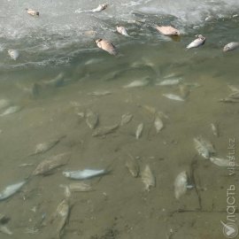 Около 5 тонн рыбы погибло в реке Уил Атырауской области