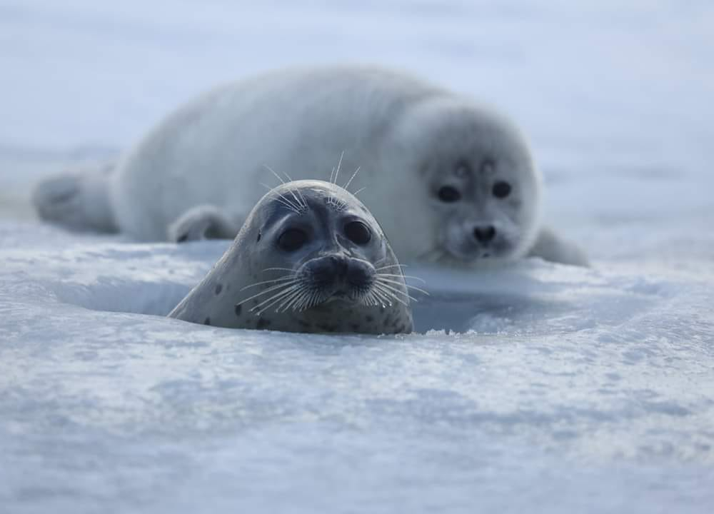 Каспийского тюленя включат в Красную книгу Казахстана