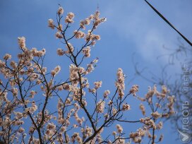 Жаркий апрель прогнозируют синоптики в Казахстане