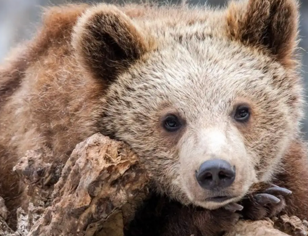 В зоопарке Караганды у бурых медведей родился детеныш