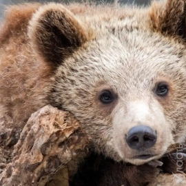 В зоопарке Караганды у бурых медведей родился детеныш