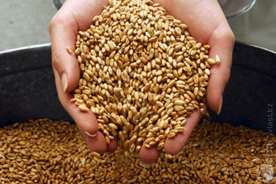 Казахстан наращивает объемы экспорта зерна