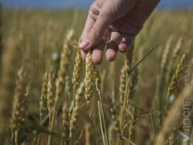 Минсельхоз сохраняет прогнозы на урожай и экспорт зерна на прежнем уровне