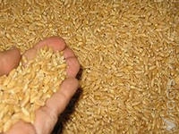 Союз фермеров Казахстана и Продкорпорация подписали договор о совместной работе в Едином зерновом холдинге 