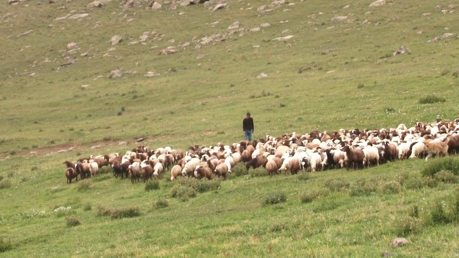 Как выживают езиды - этническое меньшинство Армении