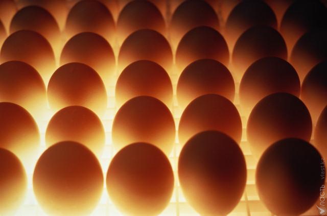 Нацпалата предпринимателей предлагает ввести в Казахстане обязательную маркировку яиц