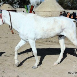 Токаев подписал поправки по вопросам сохранения и воспроизводства казахской породы лошадей