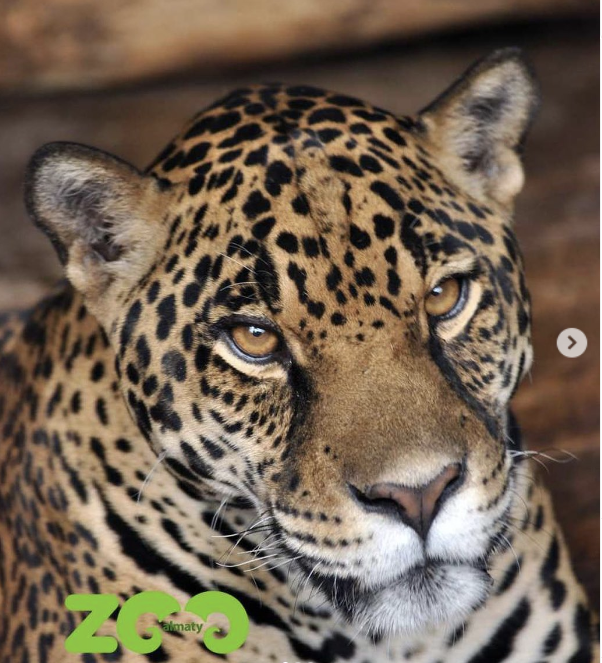 В алматинском зоопарке сообщили о появлении потомства у ягуаров