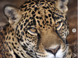 В алматинском зоопарке сообщили о появлении потомства у ягуаров