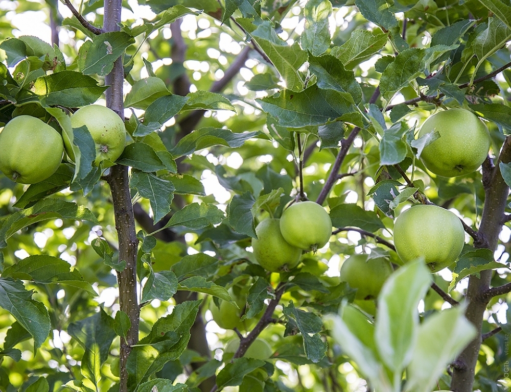 40 га свободных земель в предгорьях Алматы будут отданы инвесторам для возрождения яблоневых садов