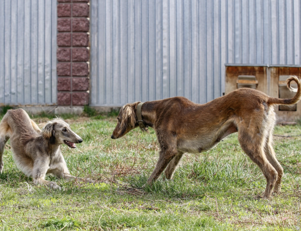 Мажилис одобрил законопроект по вопросам сохранения и воспроизводства казахских пород собак
