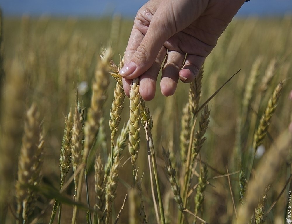 Казахстан экспортировал 10,8 млн тонн зерна