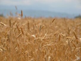 16,4 млн тонн зерна намолочено в Казахстане