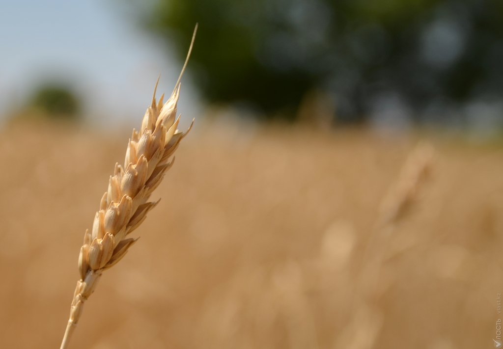 Казахстан экспортировал 6,6 млн тонн зерна 